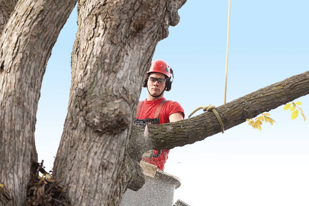 How Our Tree Care Process Works  in  Moore Haven, FL